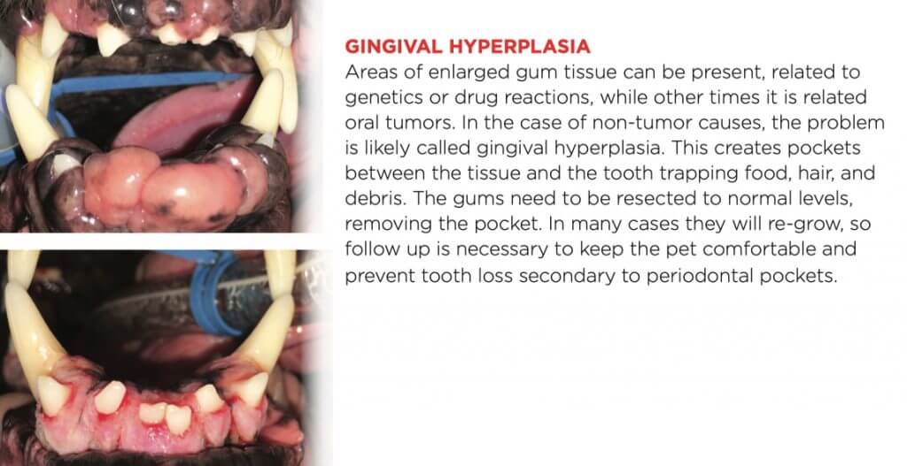 gingival hyperplasia in dogs