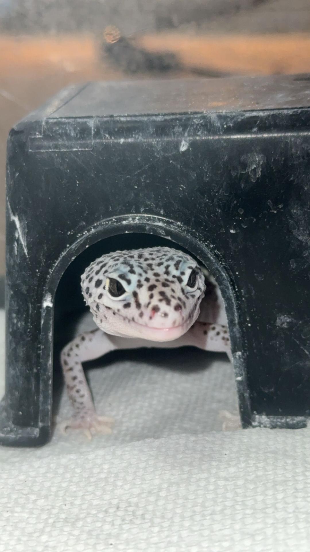 familypetvetexotics1