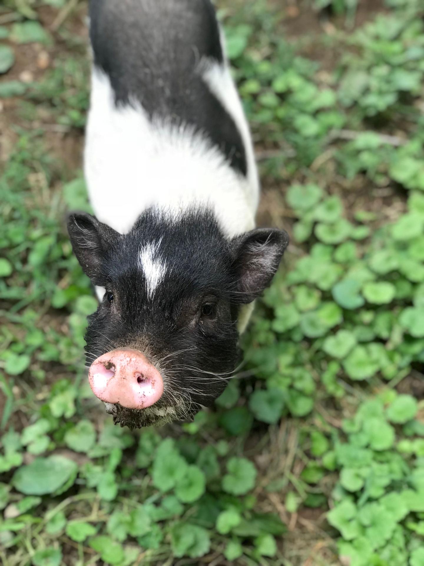 petpigsfamilypetvet2