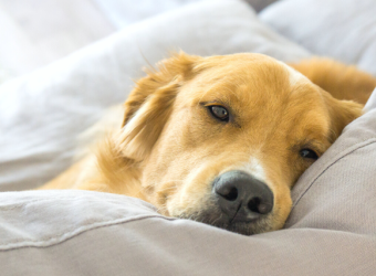 The Best Dog Breeds for Couch Potatoes