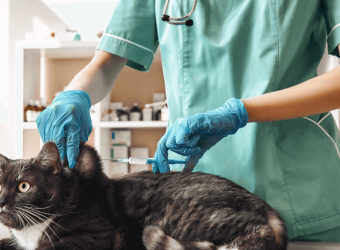 Cat Wellness 101: What Vaccinations Does My Feline Need?