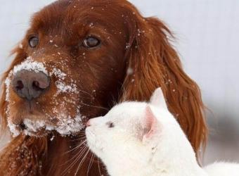 6 Tips for Keeping Your Pets Safe in Wintery Weather